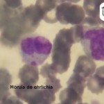 Mórula de Ehrlichia spp en el citoplasma de una célula mononuclear. Frotis de sangre teñida con Diff-Quick